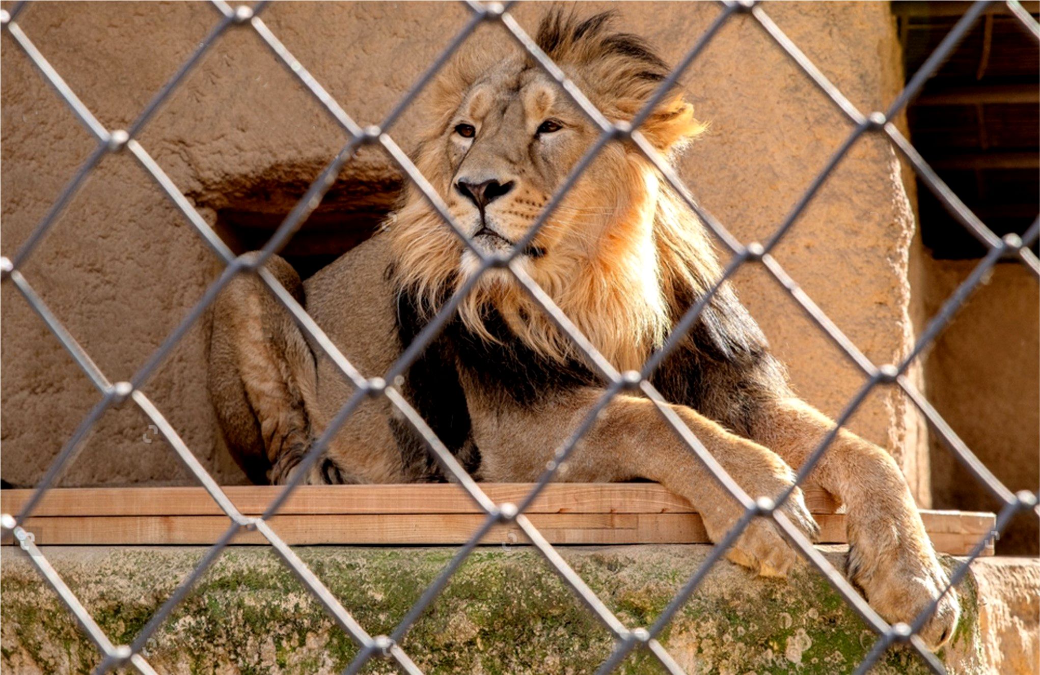 Lions
